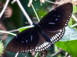 Image of Euploea midamus chloe Guérin 1843