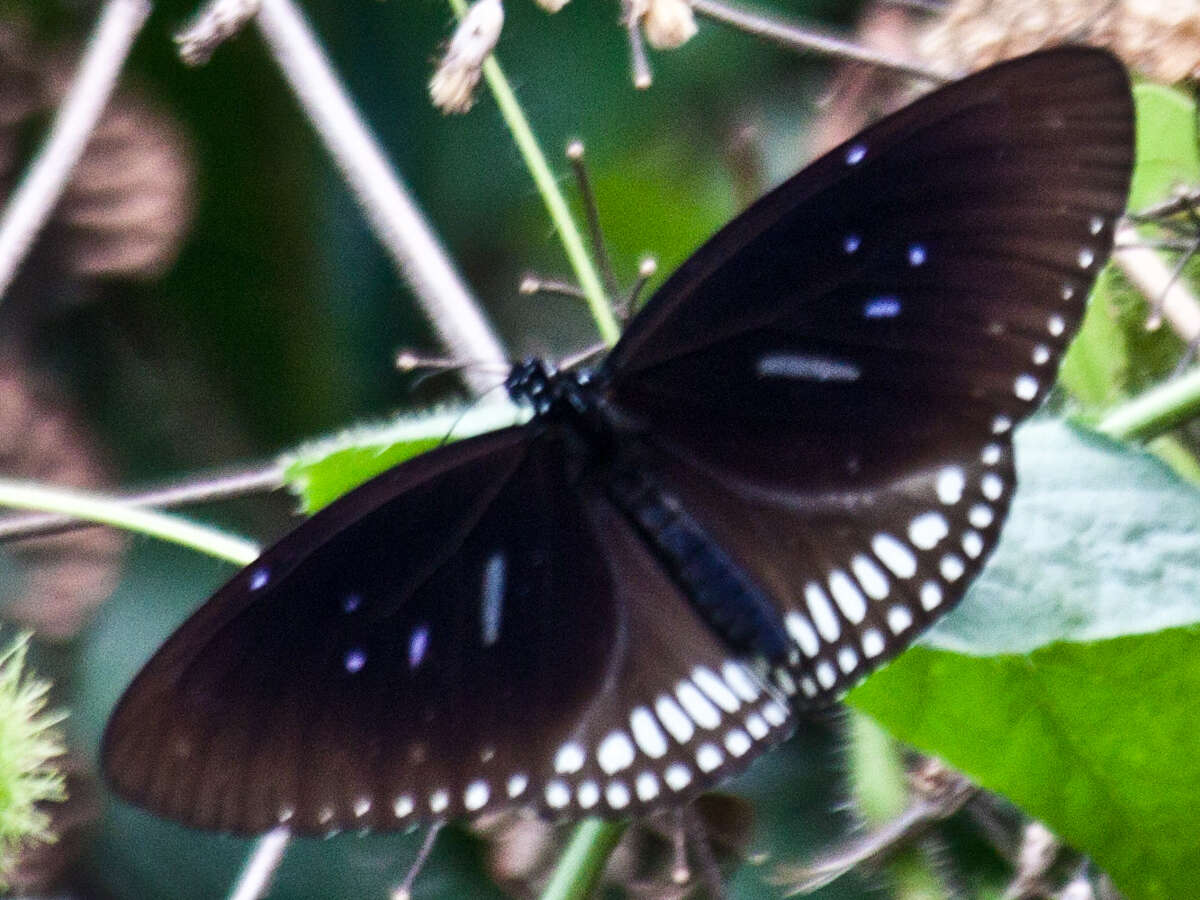 Image of Euploea midamus chloe Guérin 1843