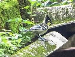 Image de Mésange jaune