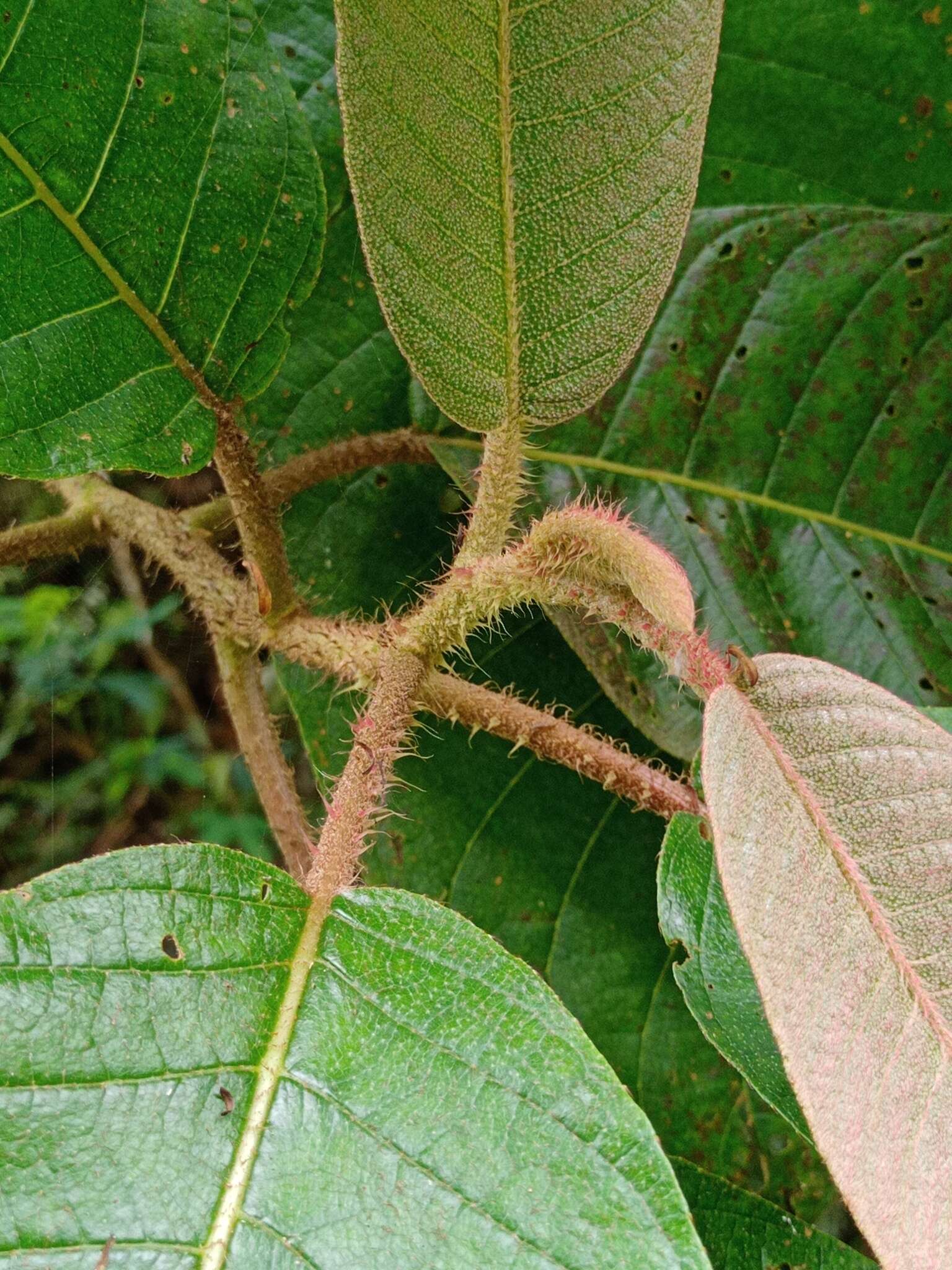 Image of Saurauia bracteosa DC.