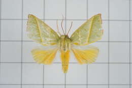 Image of Hylophilodes tsukusensis Nagano 1918