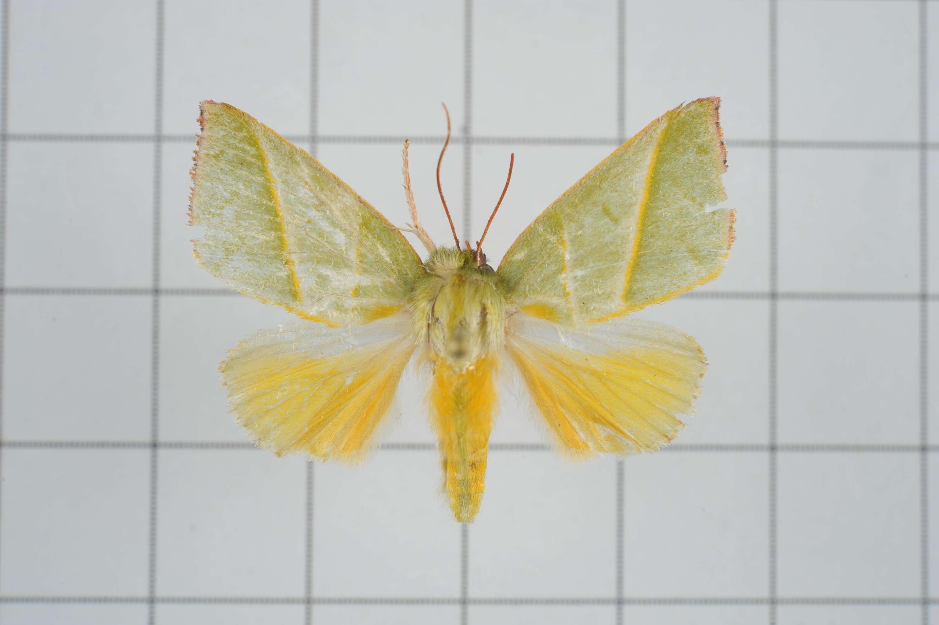 Image of Hylophilodes tsukusensis Nagano 1918