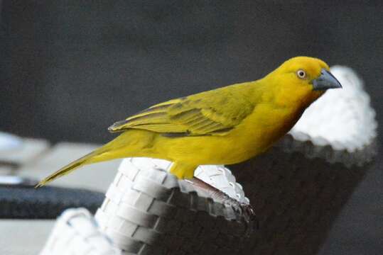 Image of African Golden Weaver