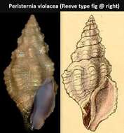 Imagem de Peristernia violacea (Reeve 1847)