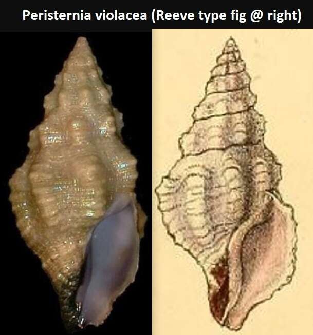Image of Peristernia violacea (Reeve 1847)