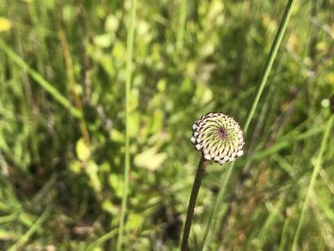 Image of grassleaf Barbara's buttons