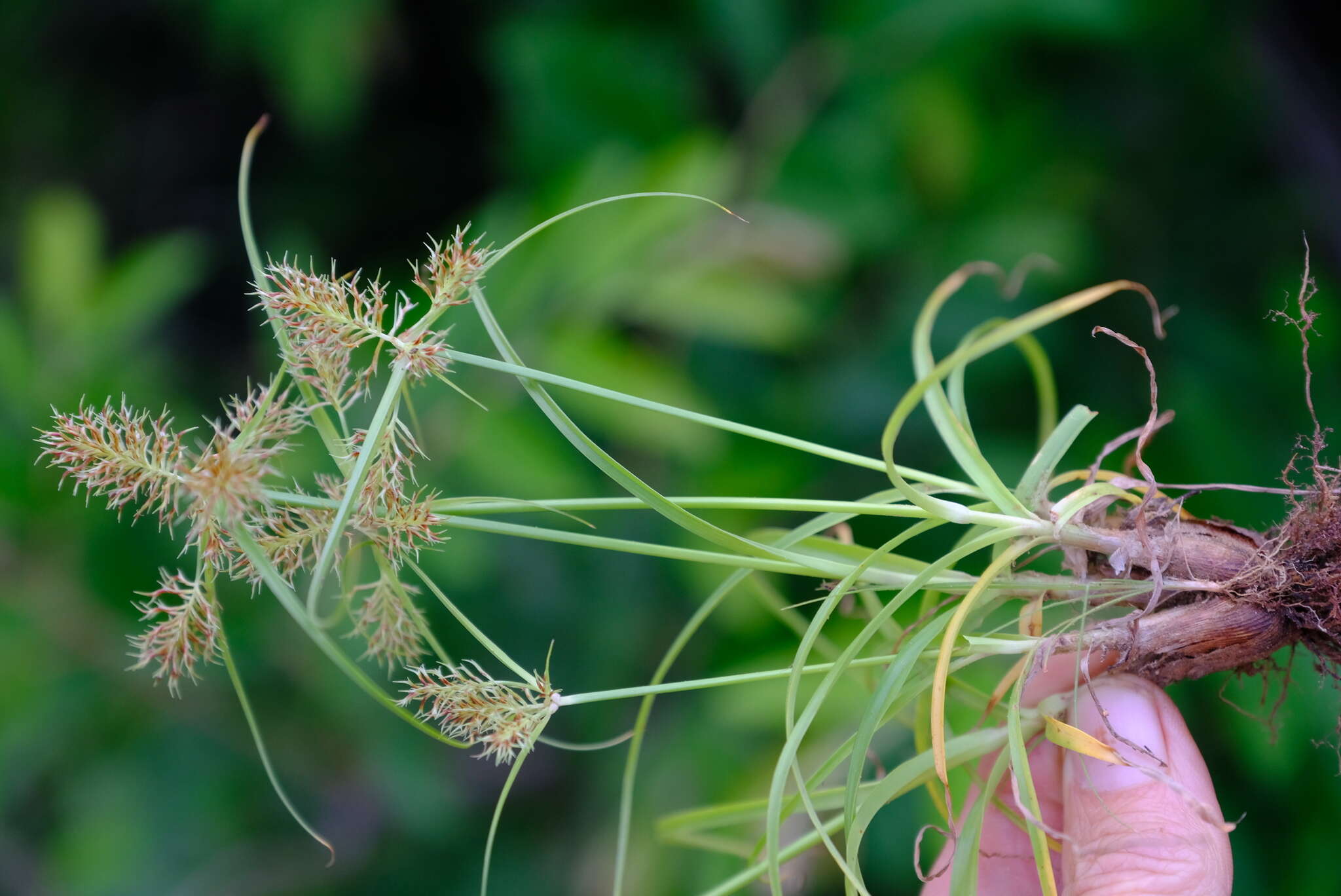 Sivun Cyperus decurvatus (C. B. Clarke) C. Archer & Goetgh. kuva