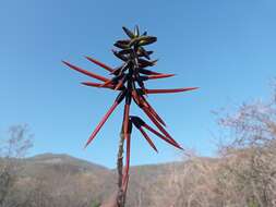 Imagem de Erythrina goldmanii Standl.