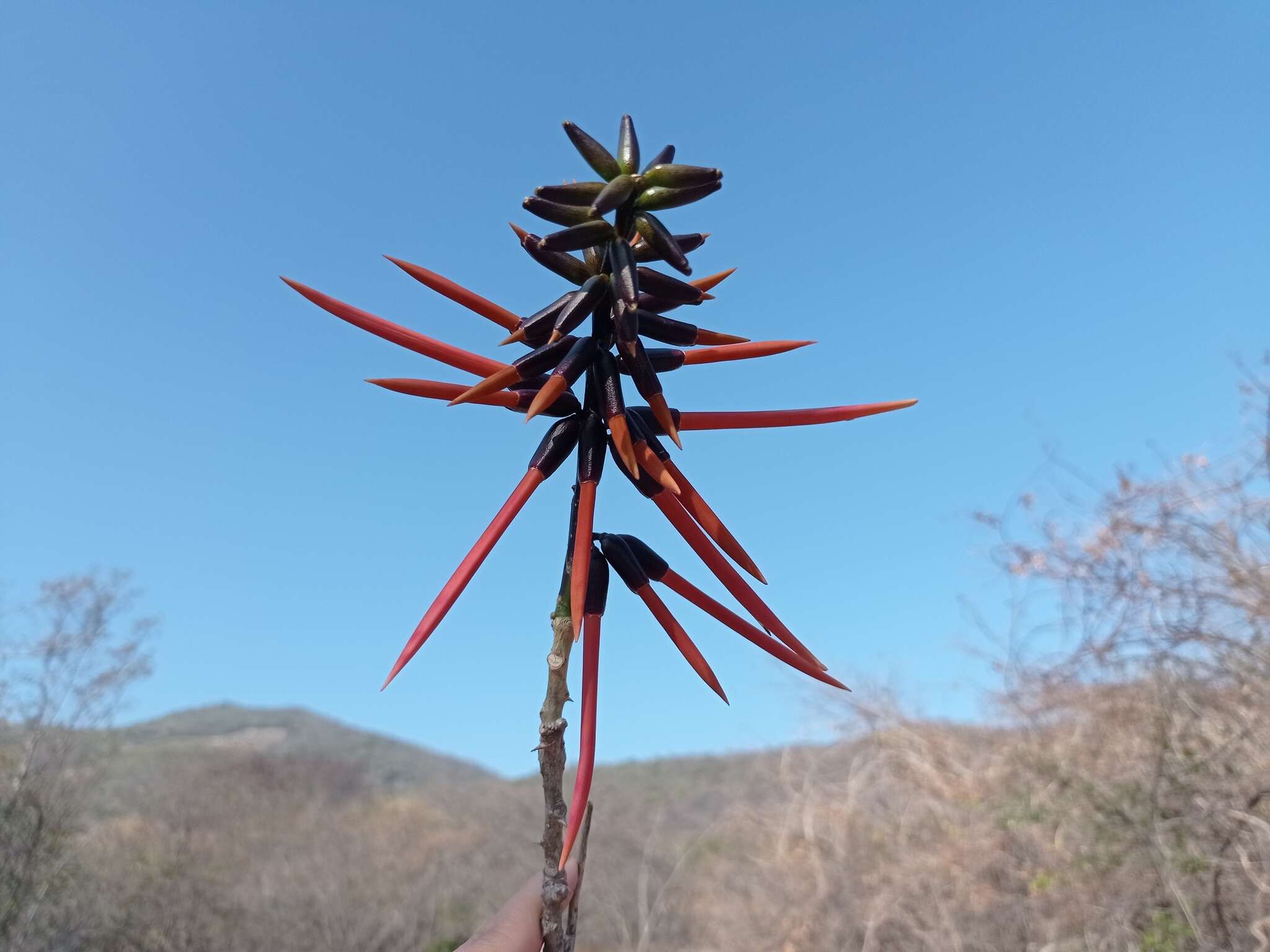 Слика од Erythrina goldmanii Standl.