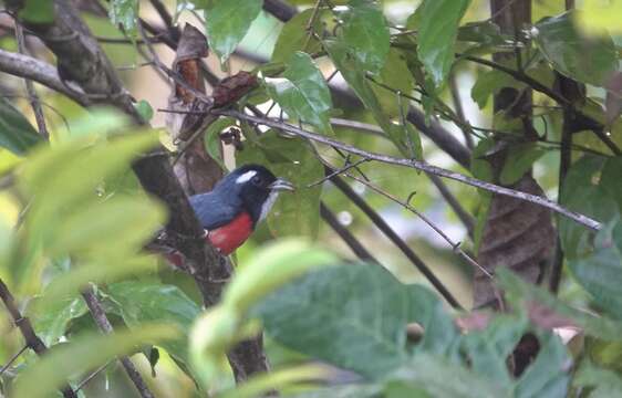 Image of Rose-breasted Chat