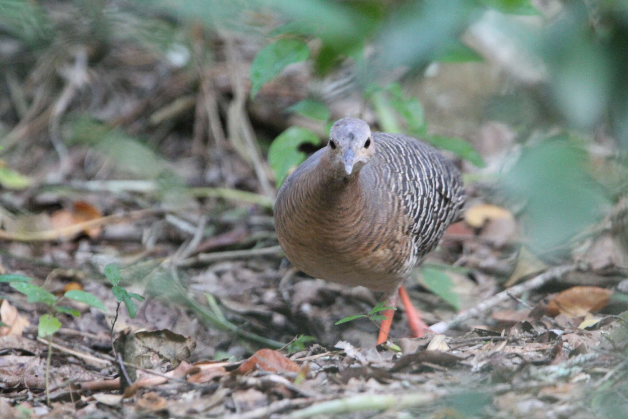 Image of Eastern Thicket Tinamou