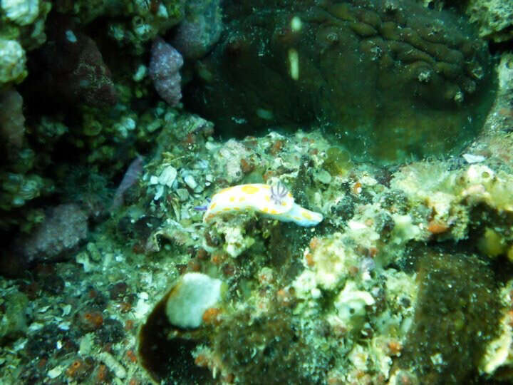 Image of Bright orange and pink slug