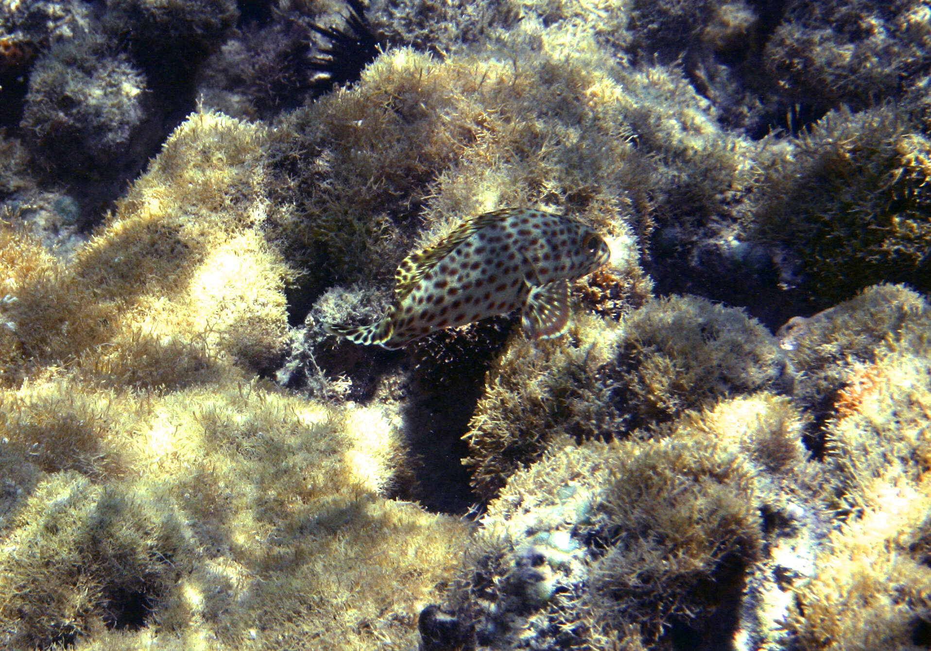 Слика од Epinephelus adscensionis (Osbeck 1765)