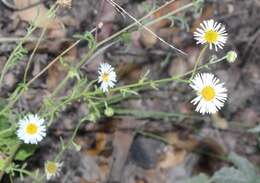 Image of Erigeron longipes DC.