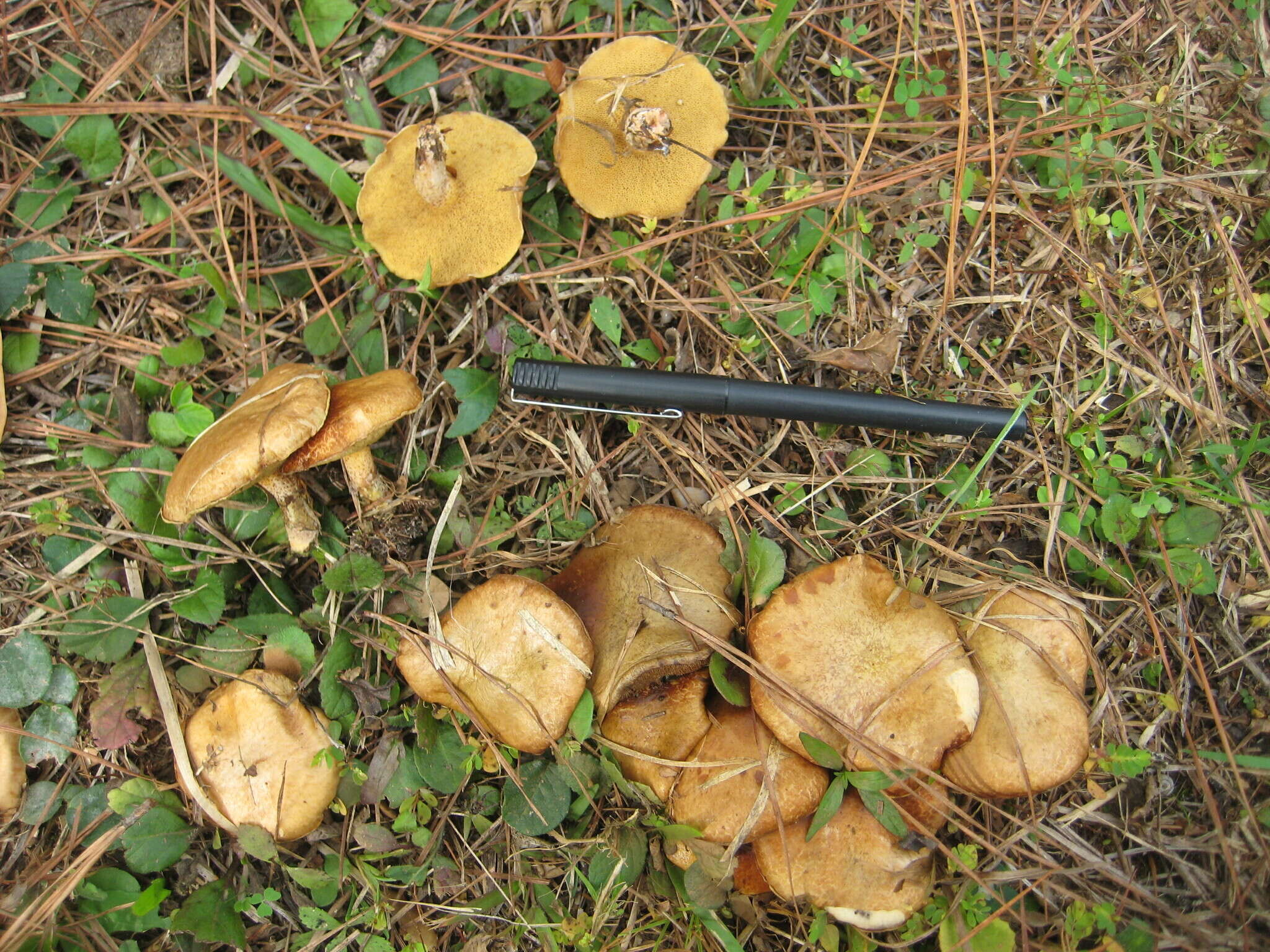 صورة Suillus cothurnatus Singer 1945