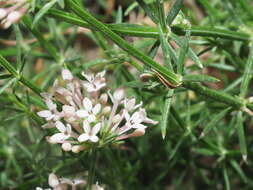 Image of Asperula pubescens (Willd.) Ehrend. & Schönb.-Tem.