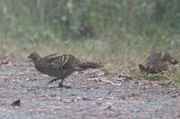 Image of Hume's Bar-tailed Pheasant