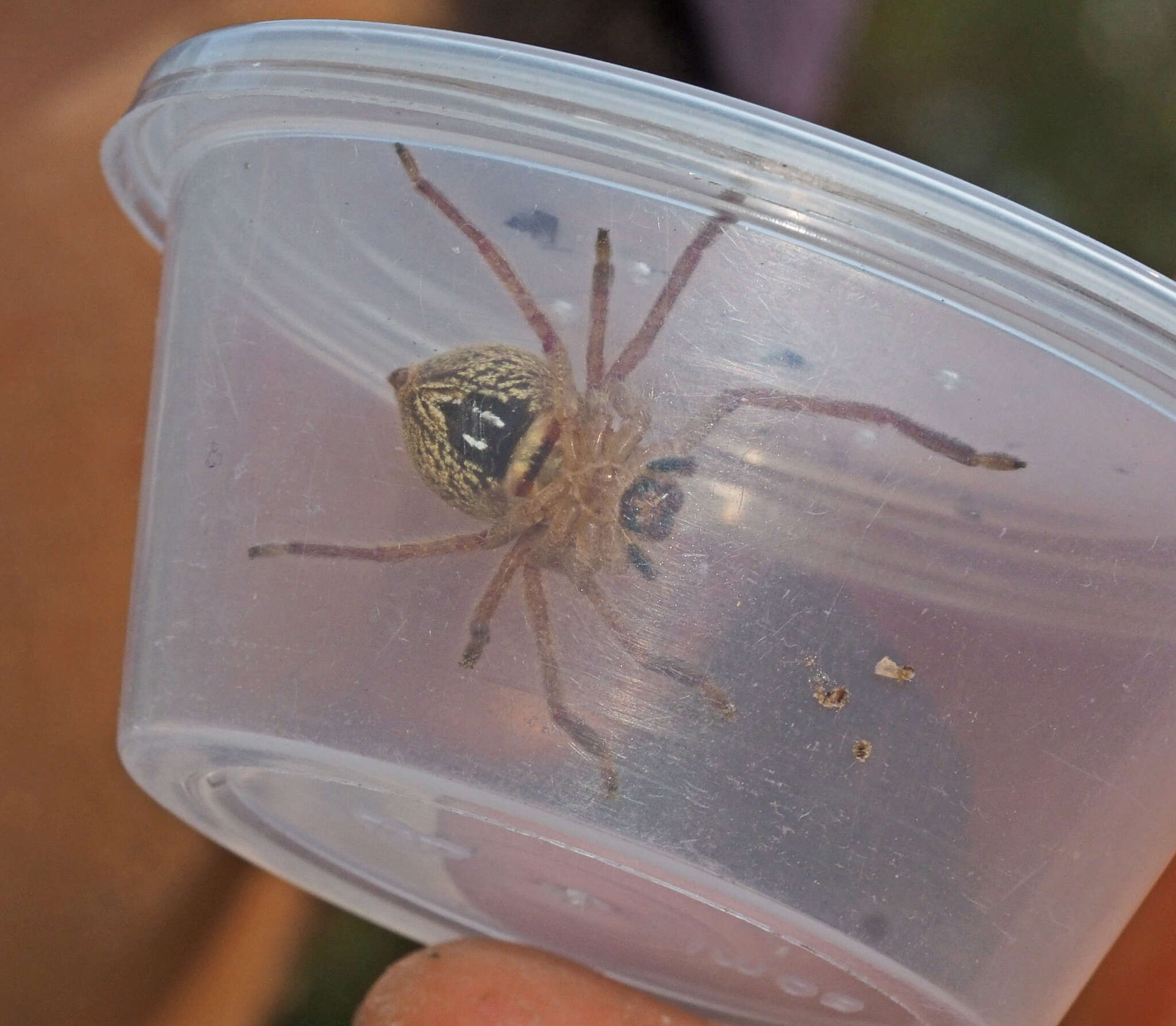 Image of Neosparassus diana (L. Koch 1875)