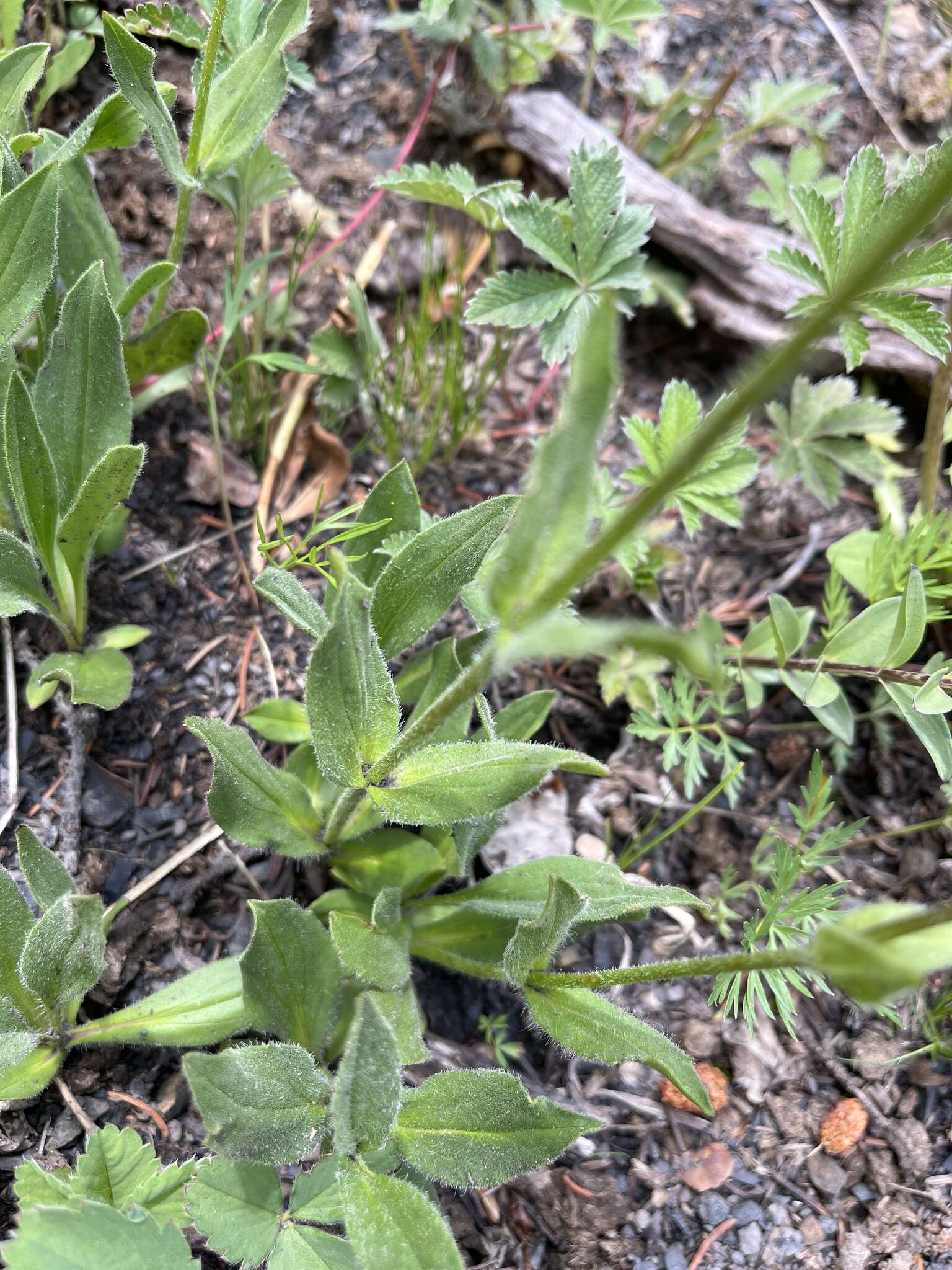 Image of hairy arnica