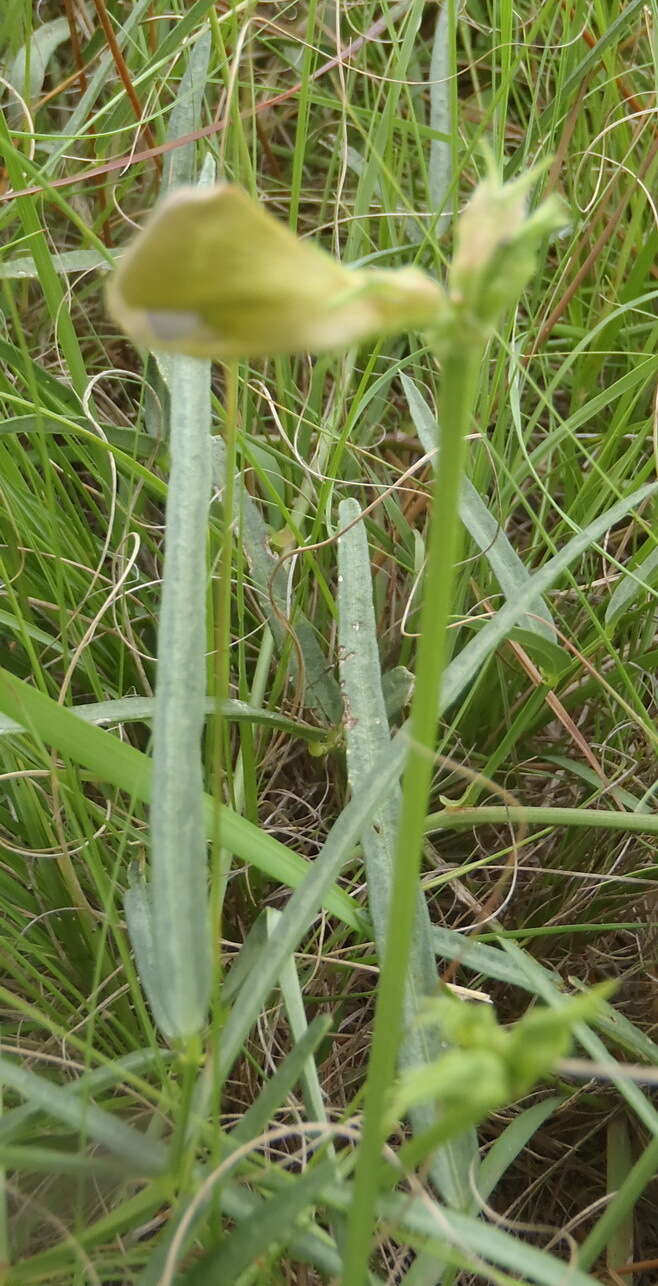 Слика од Vigna vexillata var. angustifolia (Schum. & Thonn.) Baker