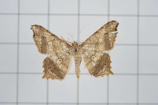 Image of Semiothisa emersaria Walker 1861