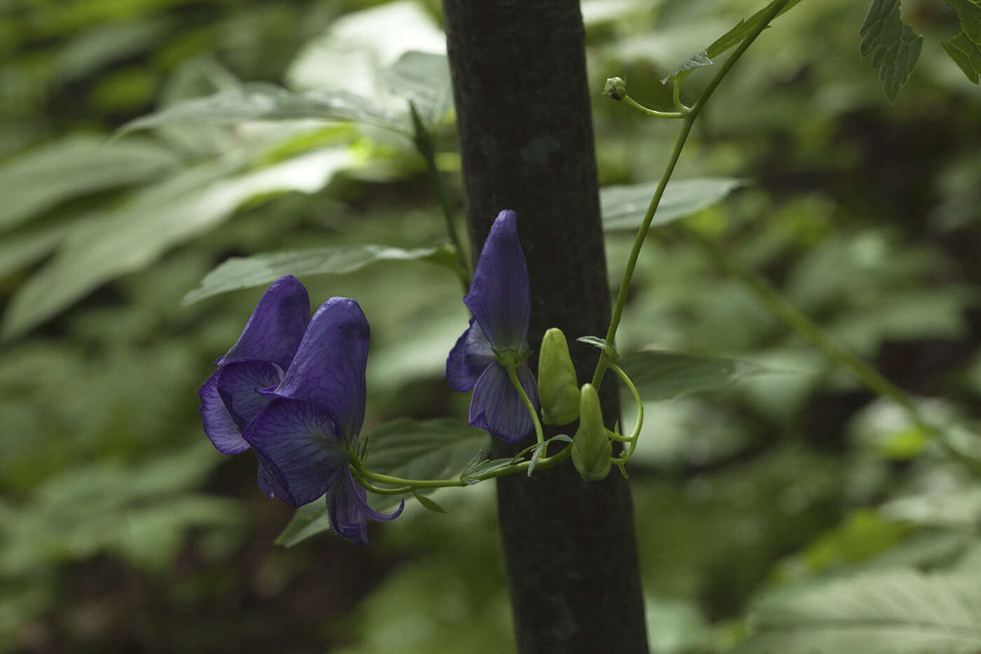 Image of Aconitum sczukinii Turcz.