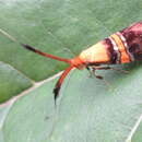 Image of Nemophora paradisea Butler