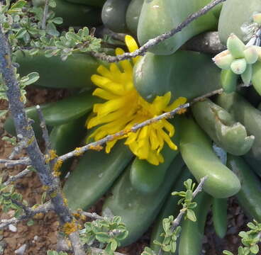 Image of Glottiphyllum oligocarpum L. Bol.