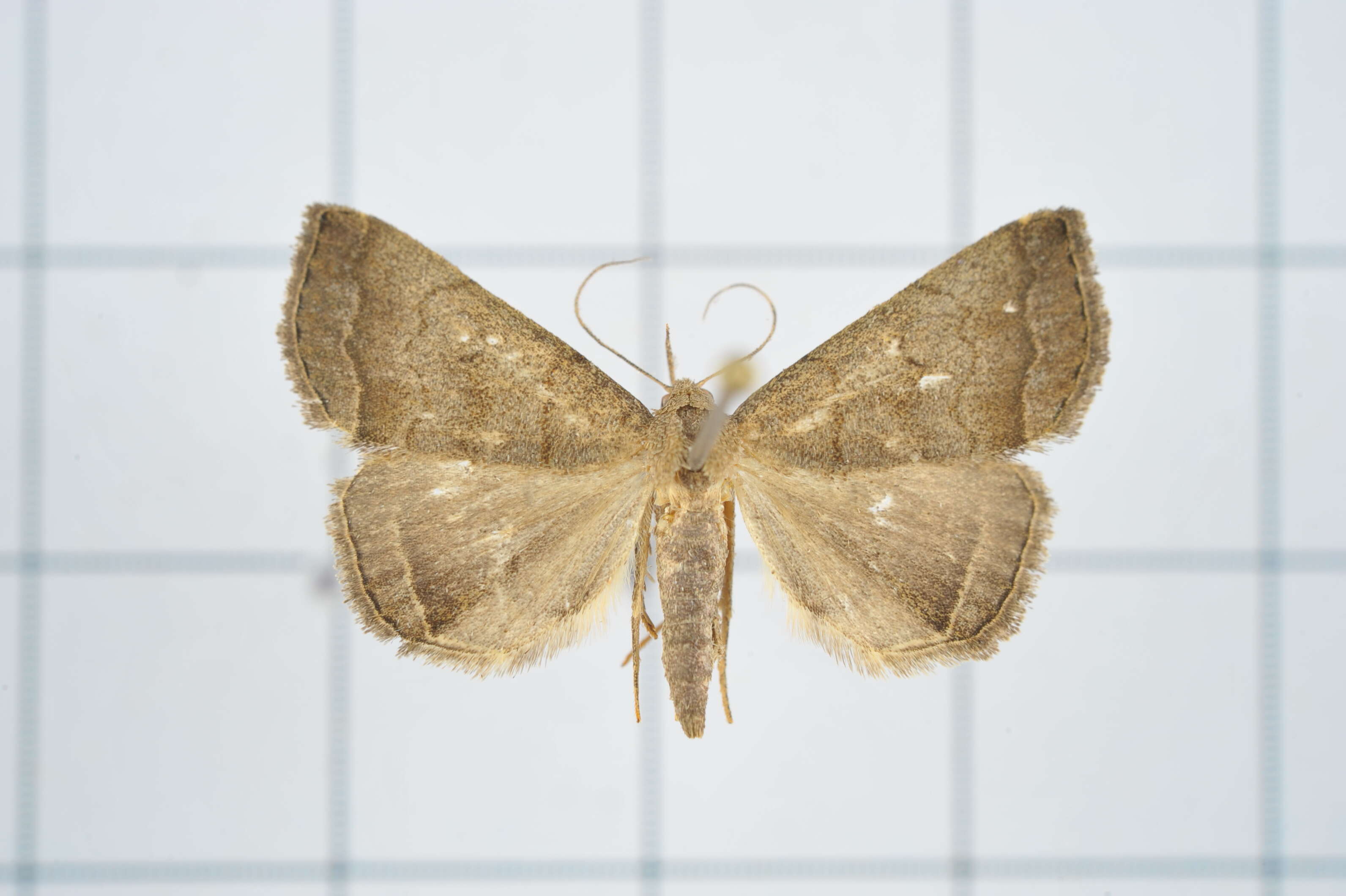 Image of Polypogon vermiculata (Leech 1900)