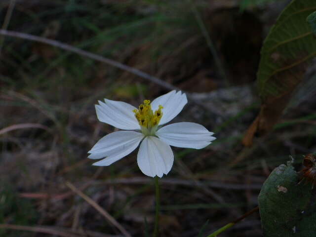 Image of Cosmos landii var. achalconensis T. E. Melchert