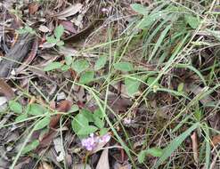 Image of Desmodium rhytidophyllum Benth.