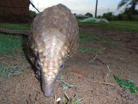 Image of tree pangolin