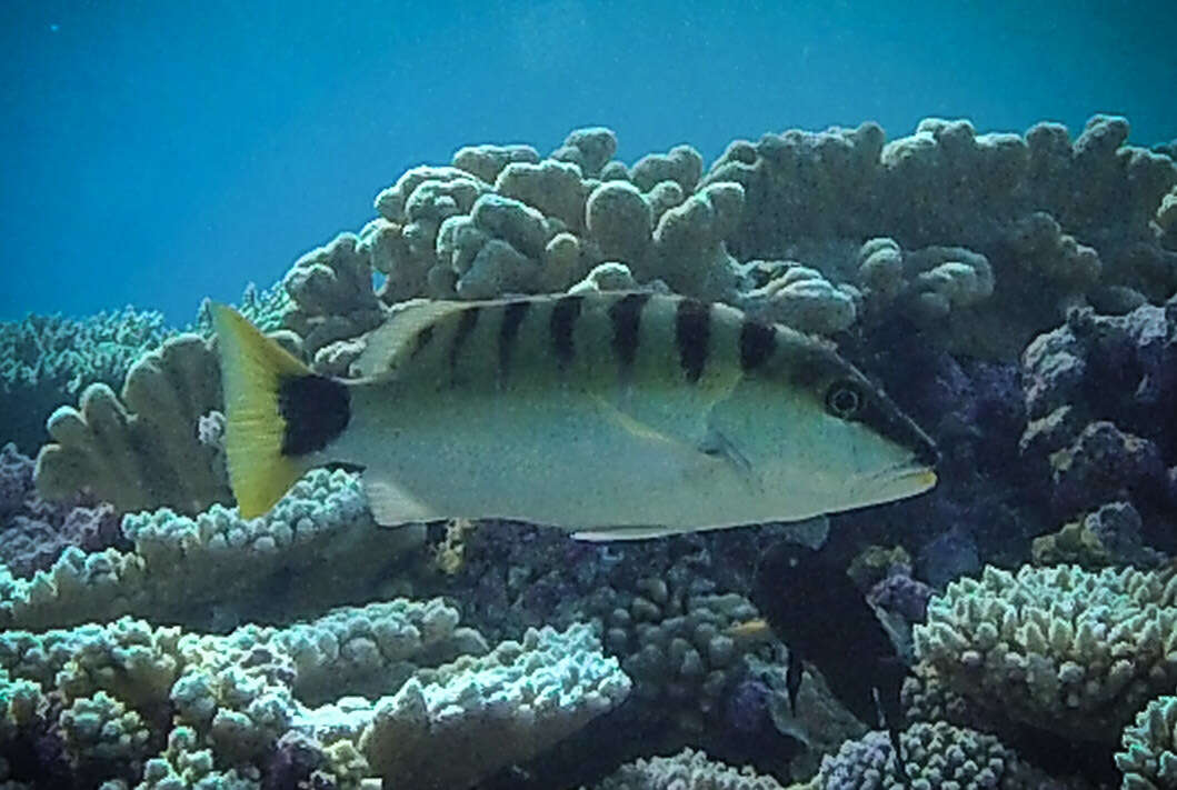 Image of Black-banded seaperch