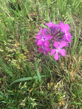 Imagem de Phlox pilosa L.