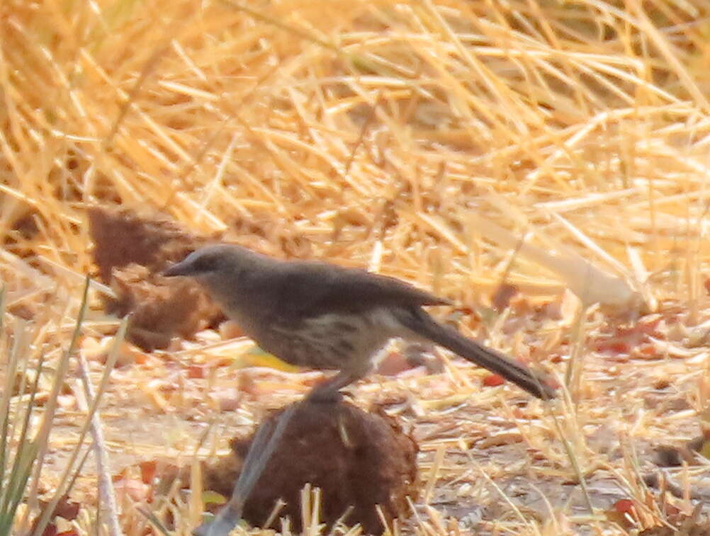 Image of Turdoides hartlaubii hartlaubii (Barboza du Bocage 1868)