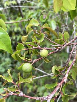 Image of Casearia decandra Jacq.