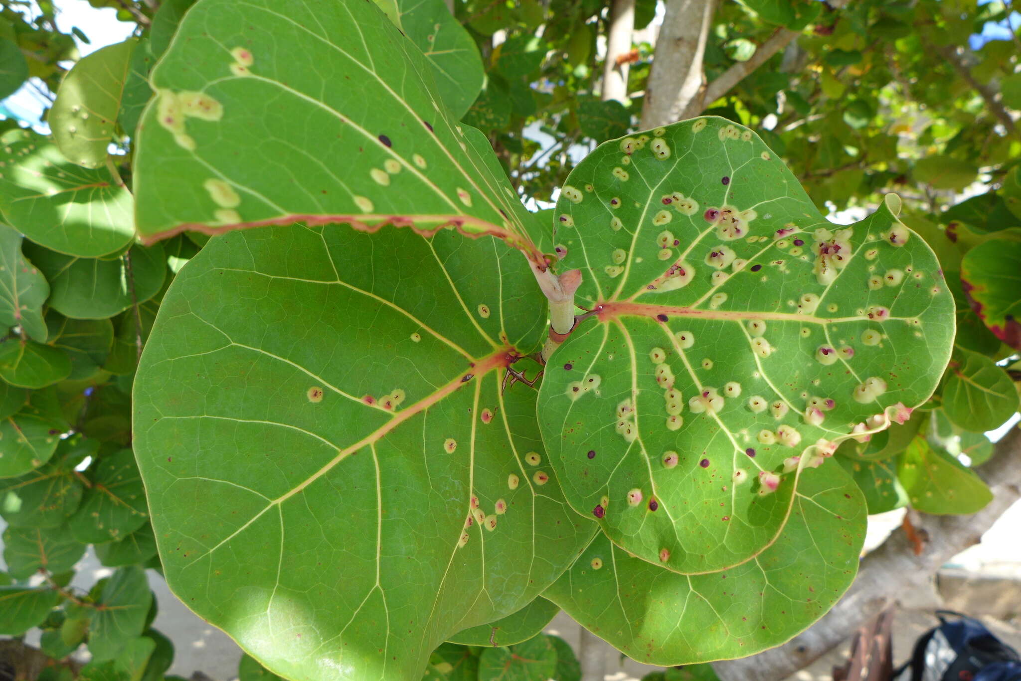 Image of Ctenodactylomyia watsoni Felt 1915