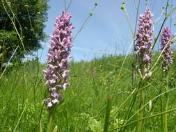 Dactylorhiza incarnata subsp. incarnata resmi