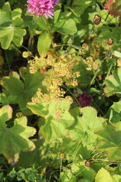 Image of clustered lady's mantle