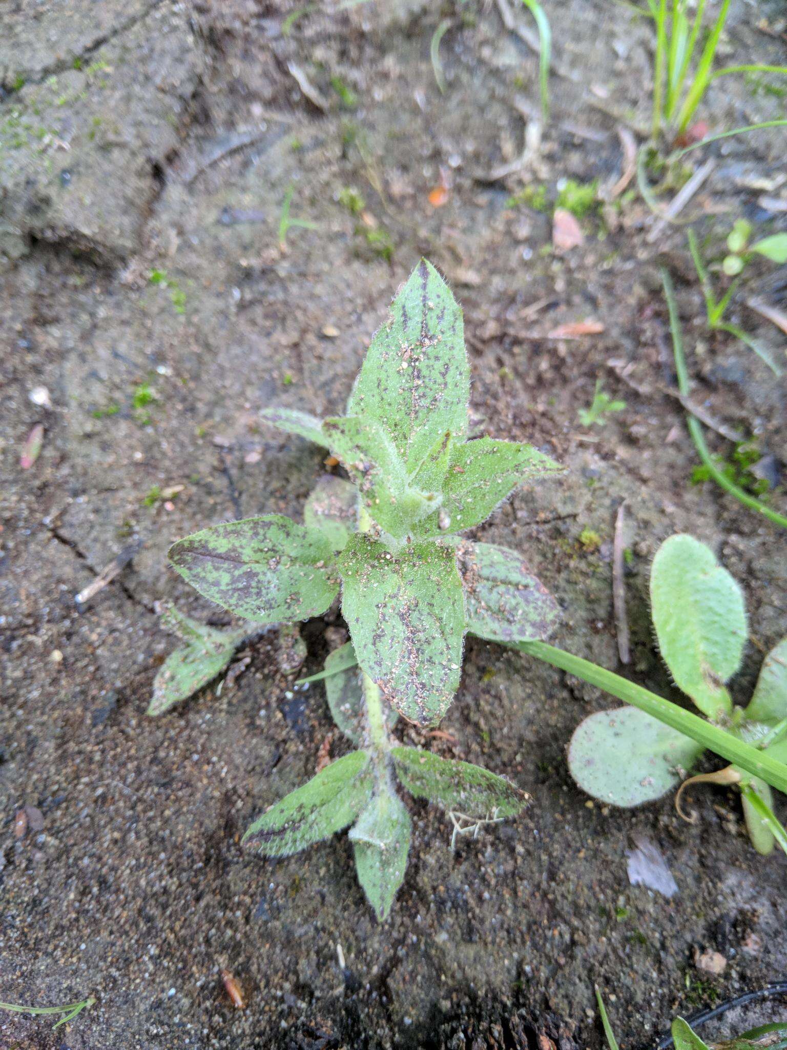 Image of muskflower