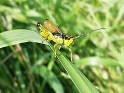 Podismopsis poppiusi (Miram 1907)的圖片