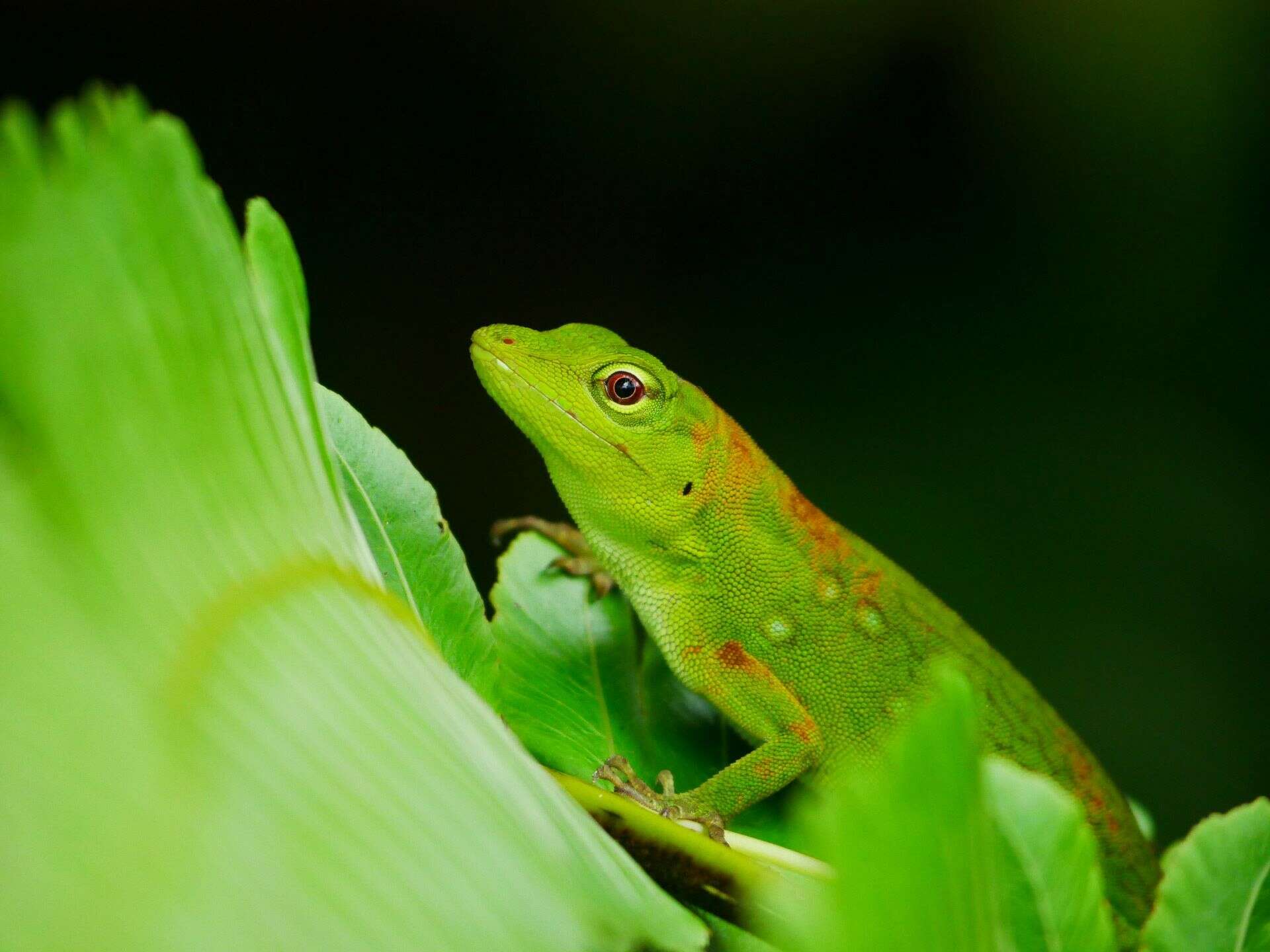 Anolis parvauritus (Williams 1966)的圖片