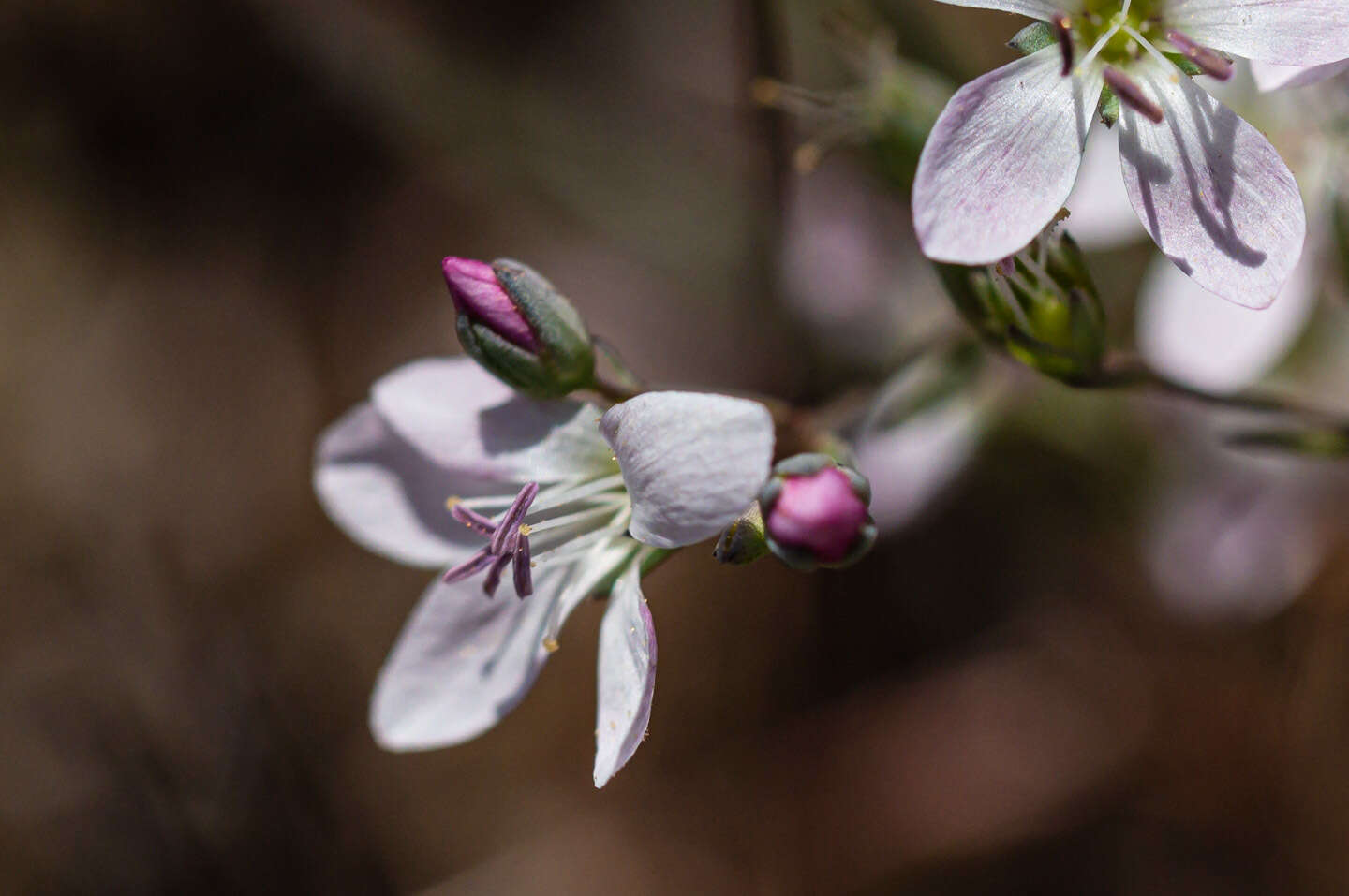 Image of California dwarf-flax