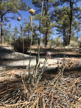 Imagem de Monardella linoides subsp. linoides