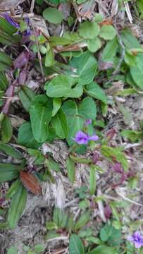 Image of Viola prionantha Bunge