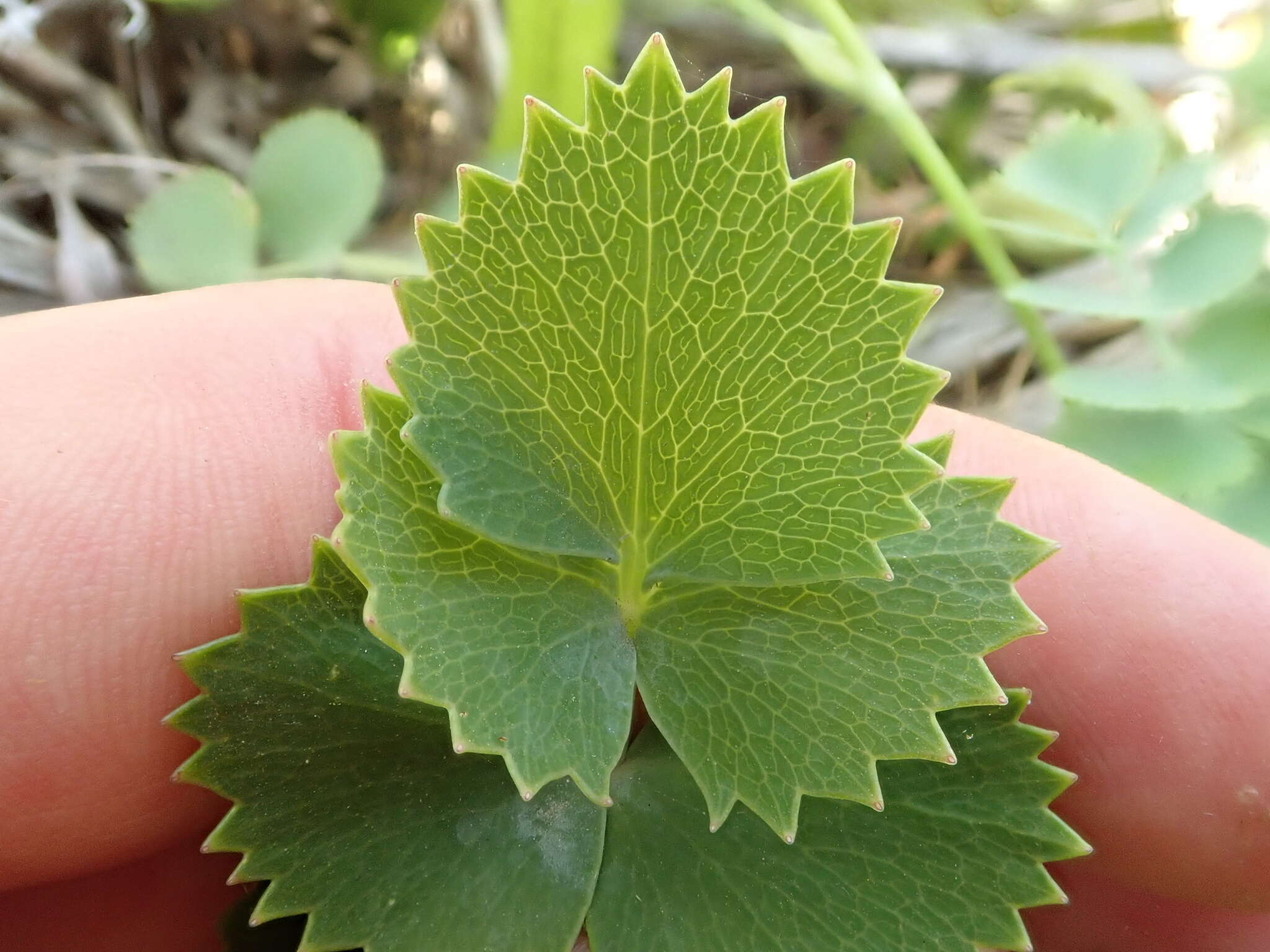 Image of Gingidia grisea Heenan