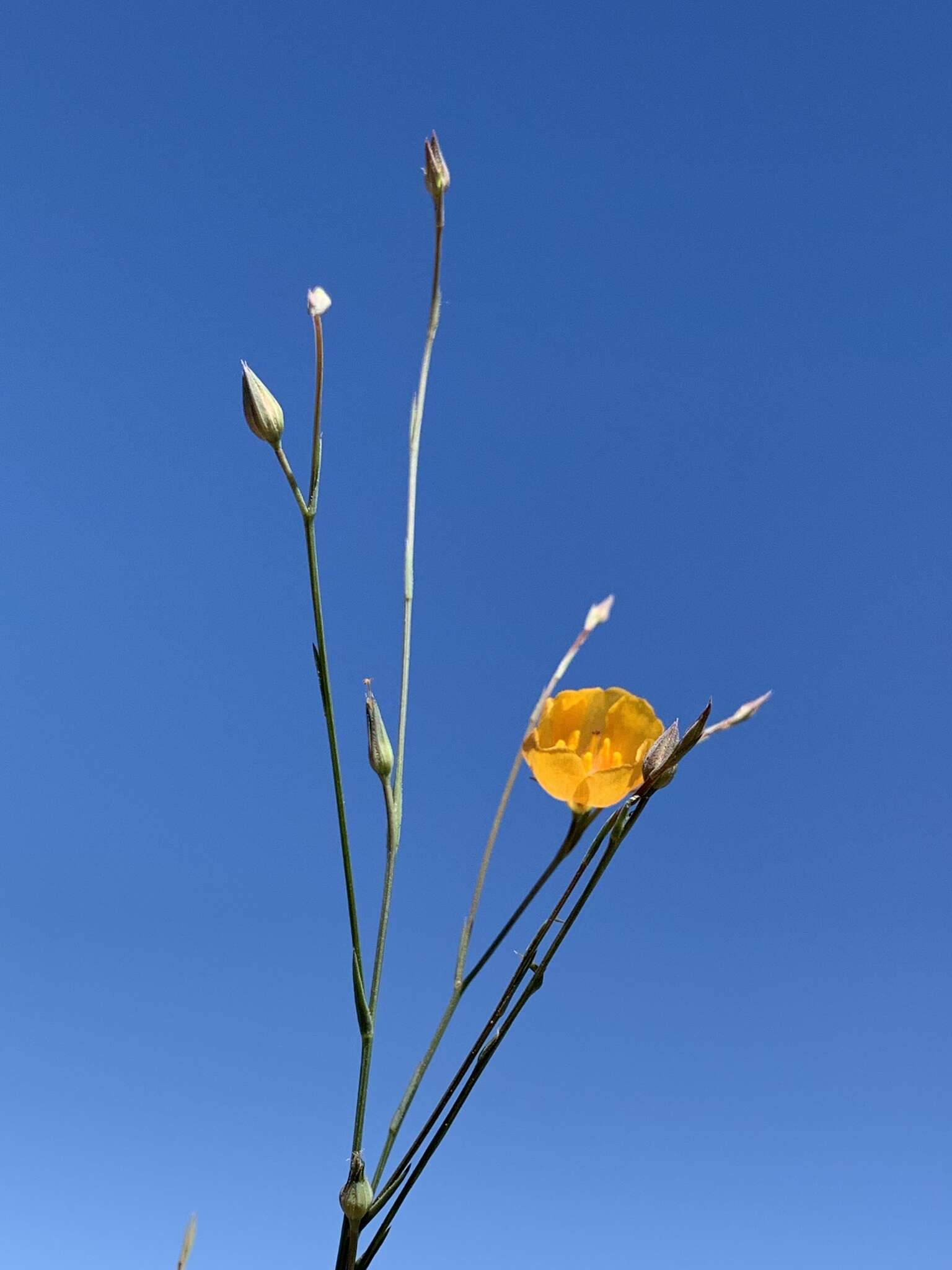 Image of Berlandier's yellow flax