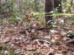 Image of anglestem beaksedge