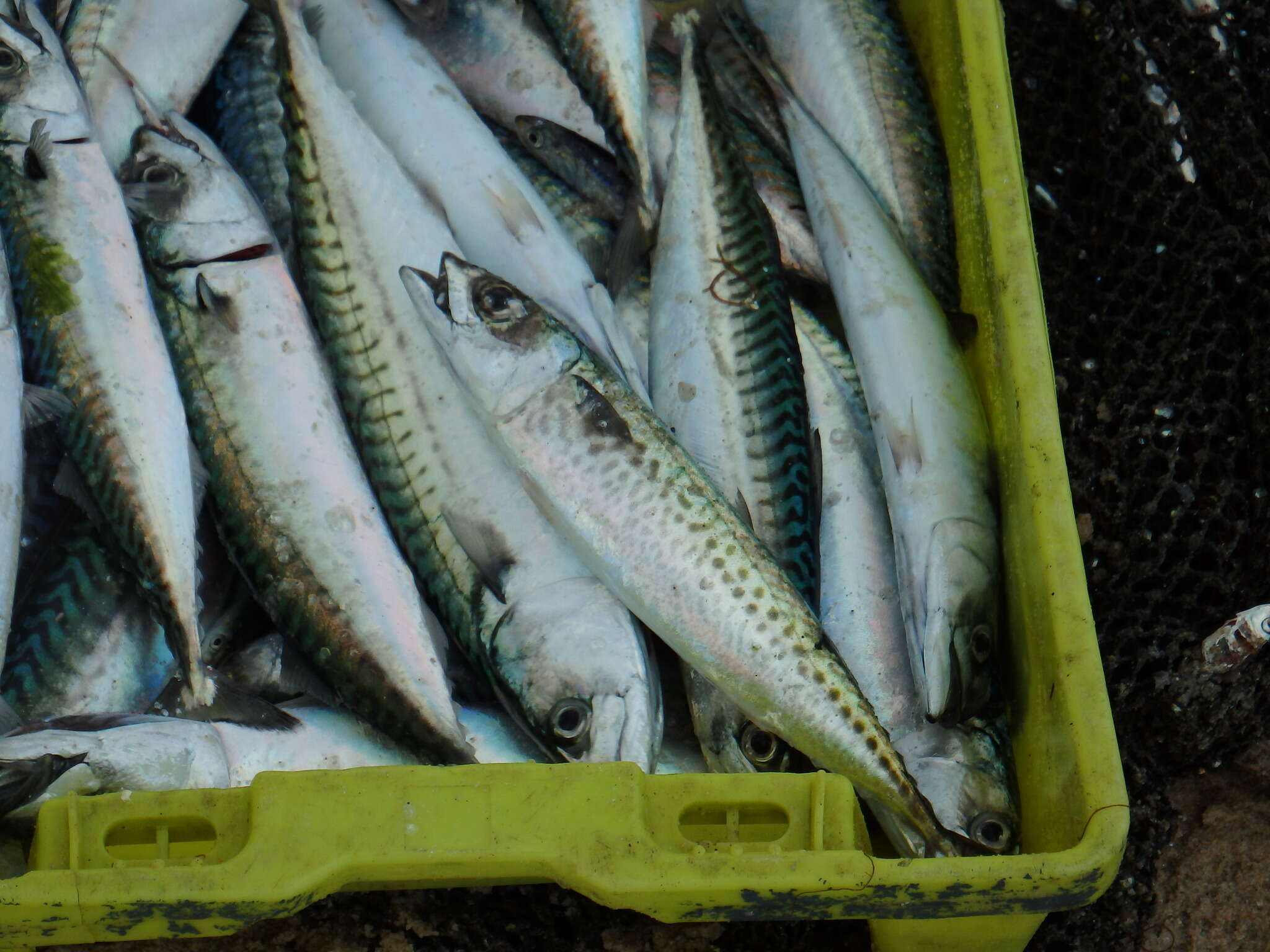 Image of Atlantic Chub Mackerel