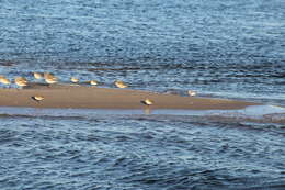 Image of Calidris alpina hudsonia (Todd 1953)